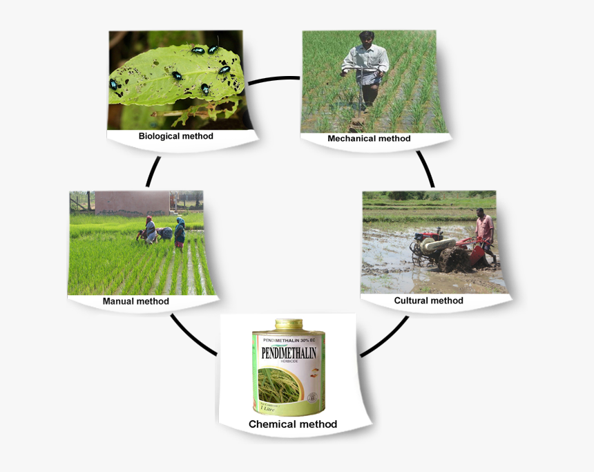 Weed Management In Rice, HD Png Download