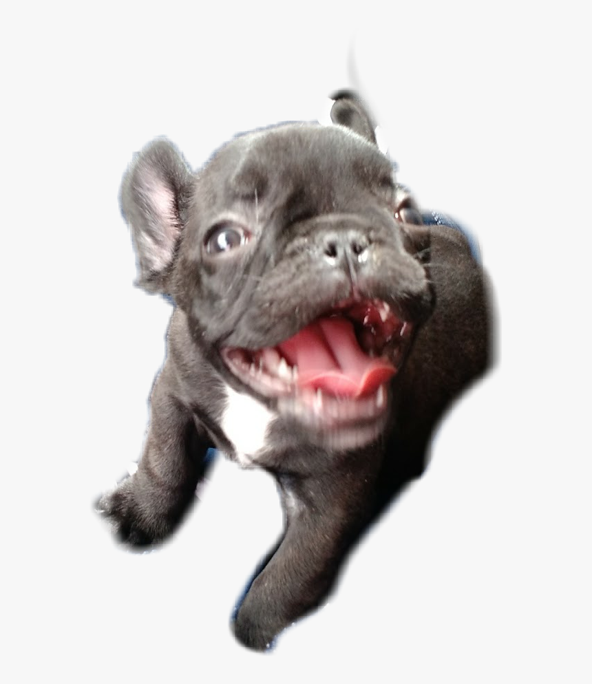 #mw3 - French Bulldog, HD Png Download