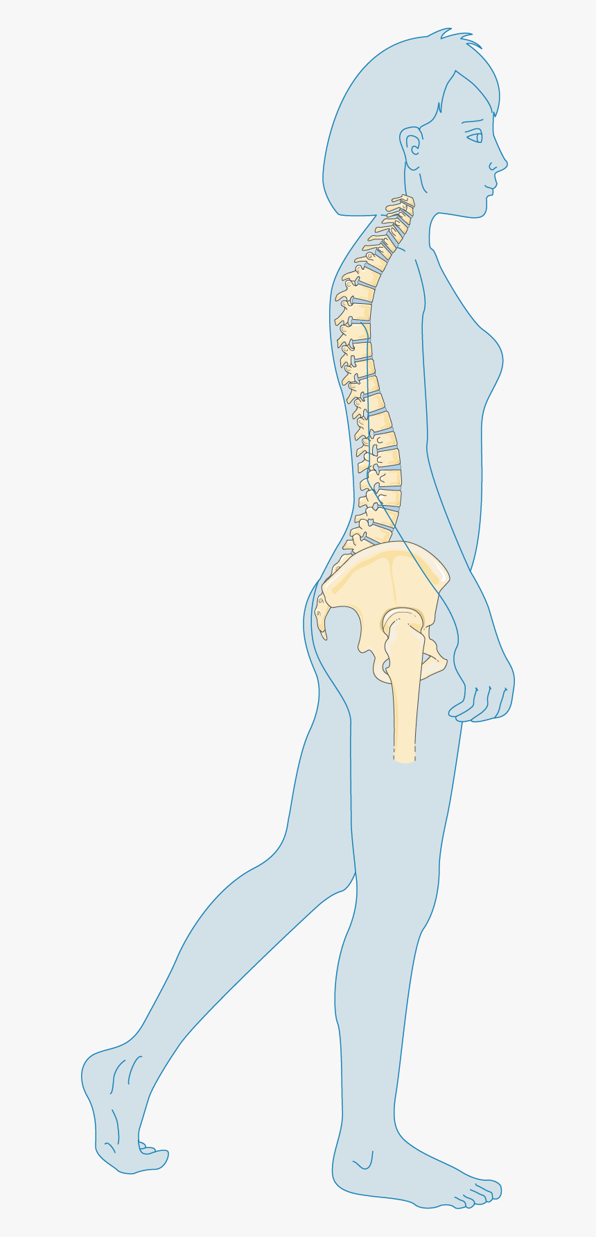 Adulte - Bone - Bone, HD Png Download