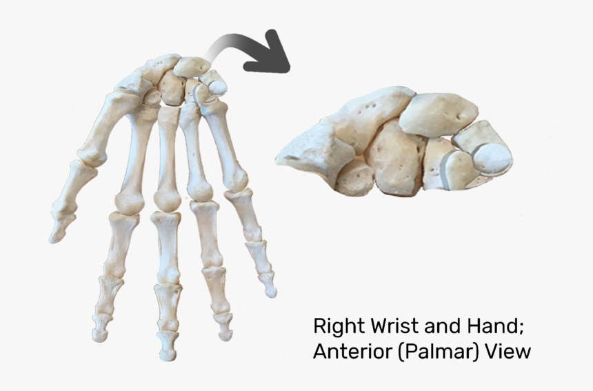 Anterior View Of Skeleton - Carpels Bone, HD Png Download