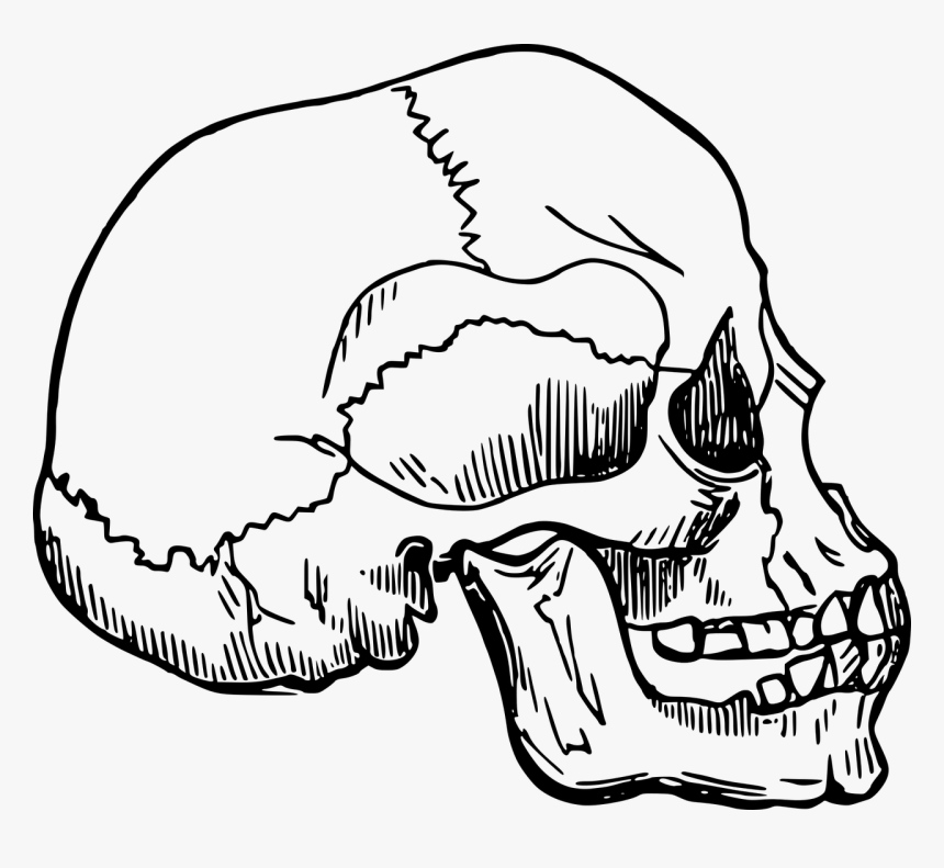 Line Art,head,skull - Homo Sapien Sapien Drawing, HD Png Download