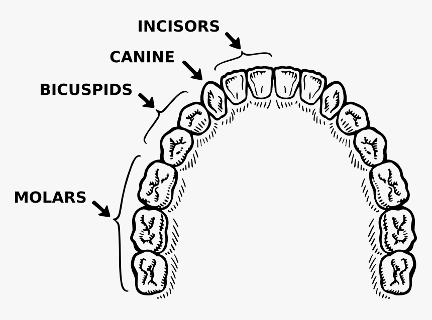 Vector Library Stock Teeth Annotated Big Image Png - Teeth Parts Of Black And White, Transparent Png