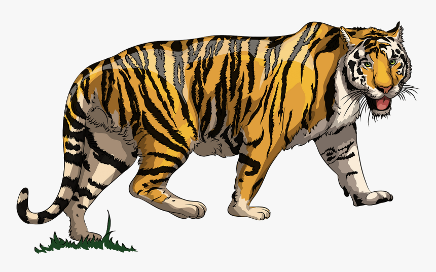Tiger Clipart, HD Png Download