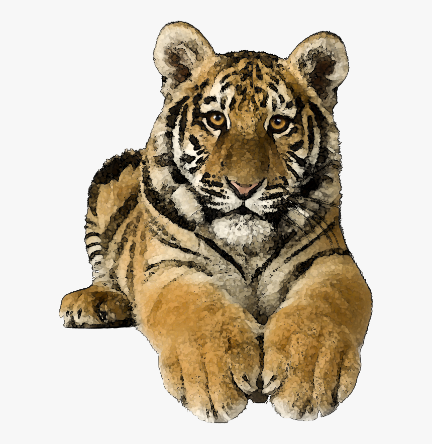 Tiger Clipart Real - Transparent Tiger Clipart, HD Png Download