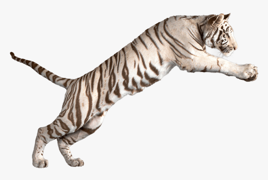 White Tiger Clipart Bengal Tiger - White Tiger No Background, HD Png Download