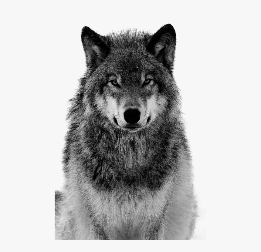 Pull Canidae Arctic Material Dog Grey Tiger Clipart Black And White Wolf Face Hd Png Download Transparent Png Image Pngitem Pull Canidae Arctic Material Dog Grey Tiger Clipart Black And White Wolf Face Hd Png Download Transparent Png Image Pngitem