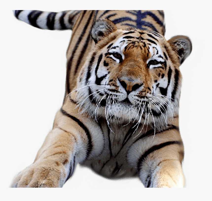 White Tiger Clipart Transparent Pencil And In Color - Transparent Background Tiger Clip Art, HD Png Download