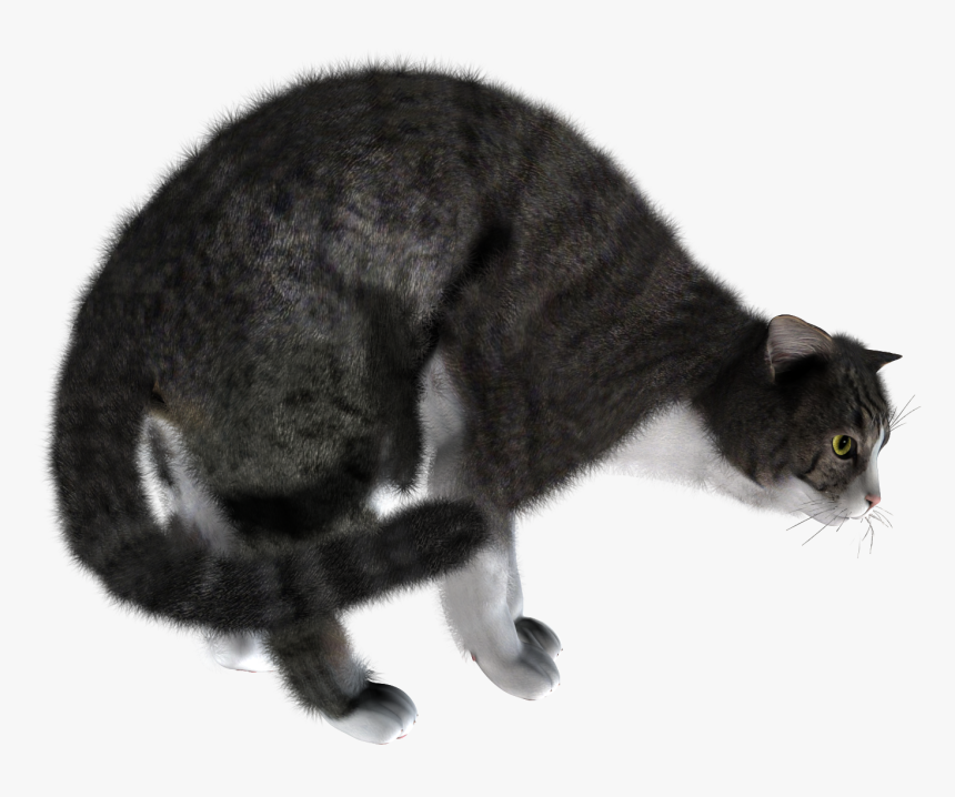 Cat, HD Png Download