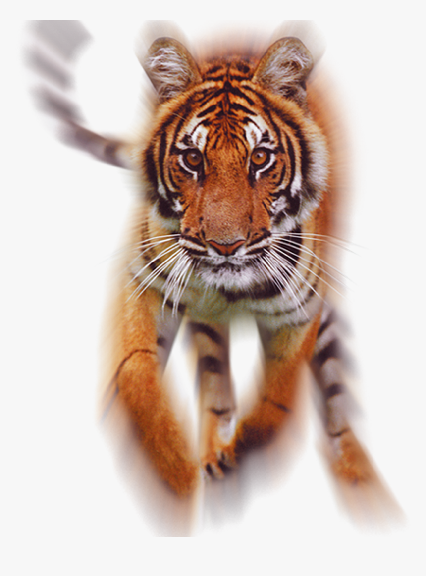 Tiger Running Png Hd, Transparent Png