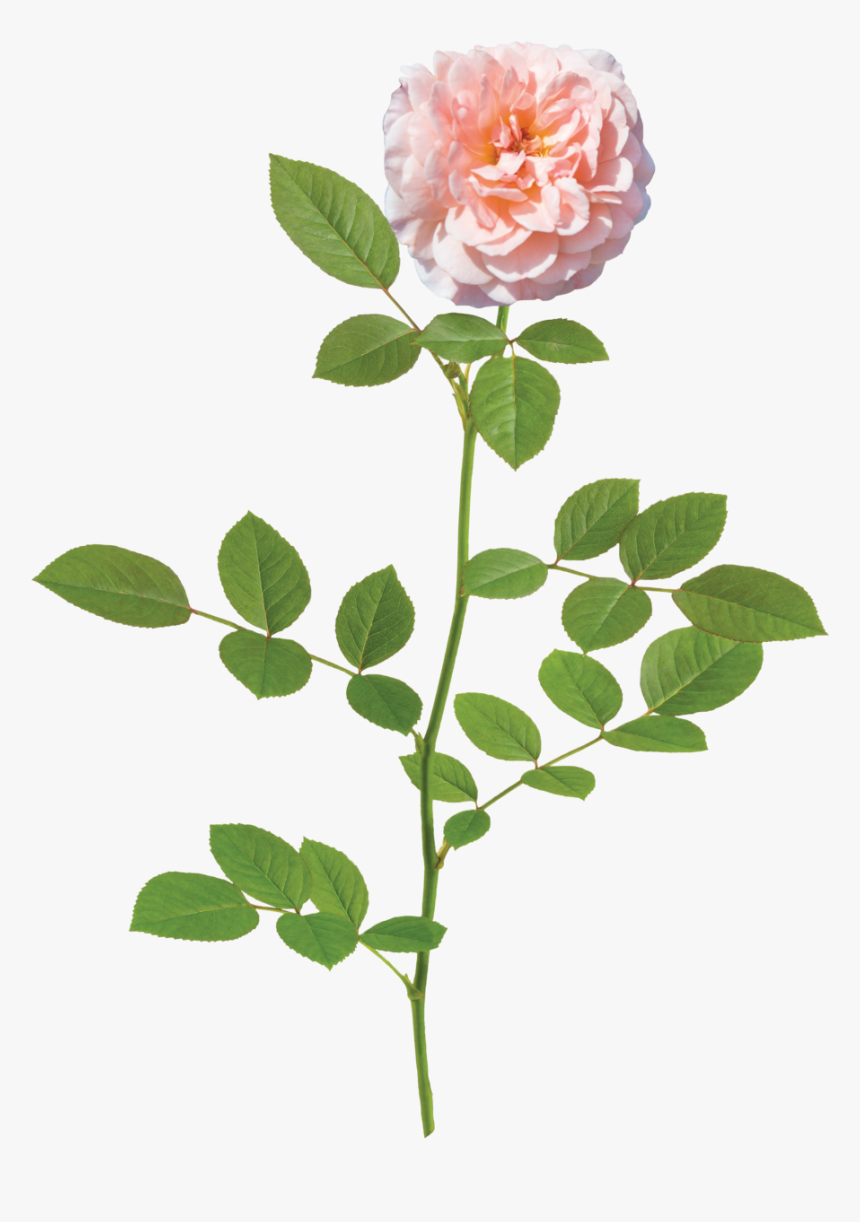 Light Flower Background Png Photo - Apricot Drift Rose, Transparent Png
