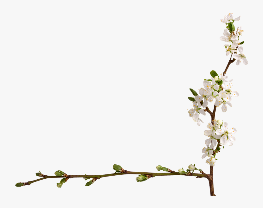 Jasmine, HD Png Download