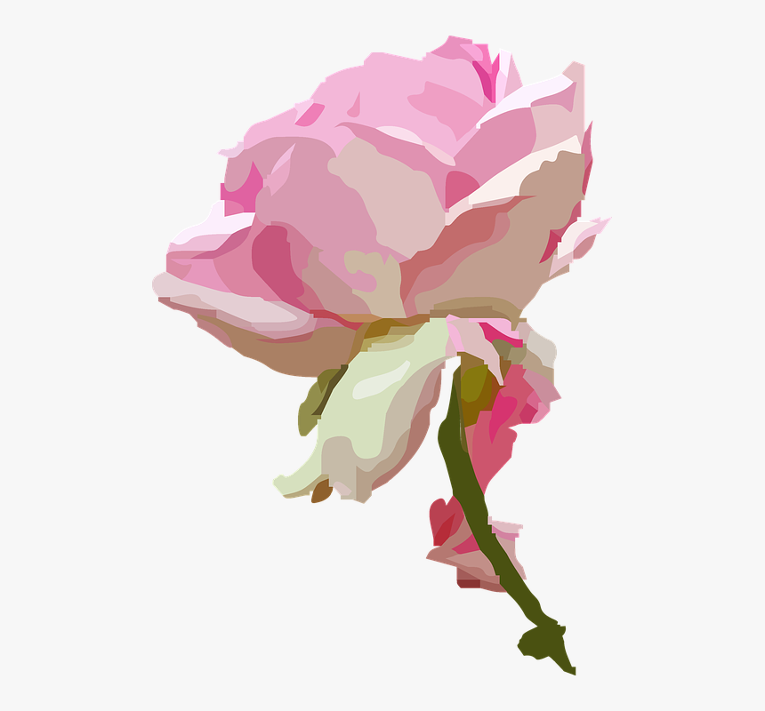 Rose, Blossom, Bloom, Rose Bloom, Flower, Queen, Tender - Rose Bloom Png, Transparent Png