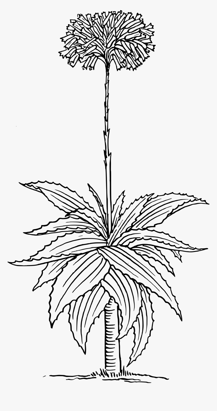 Aloe 2 Clip Arts - Aloe Vera Png Drawn, Transparent Png