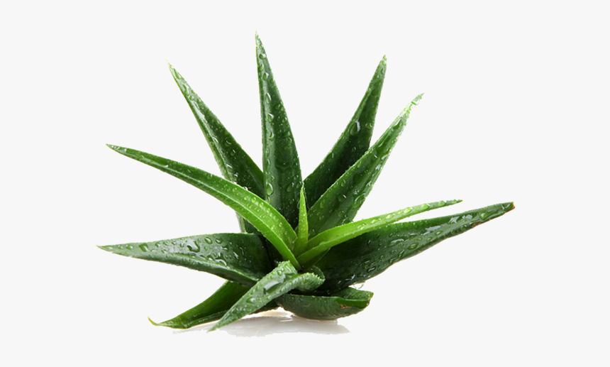 Aloe Vera Plant, HD Png Download