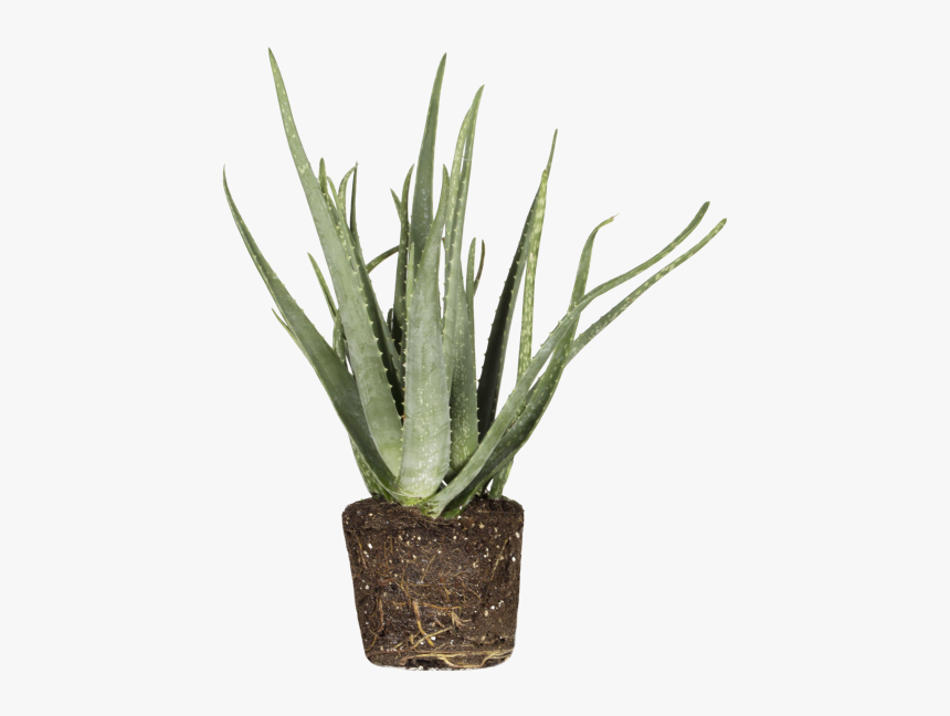 Aloe Vera - Aspargo Rabo De Gato Em Vaso, HD Png Download