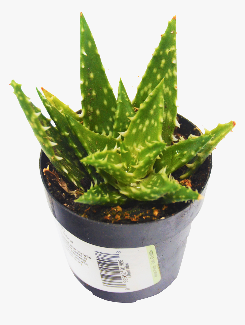 1 Pack Minnie Belle Hybrid Aloe Vera Succulent - Aloe, HD Png Download