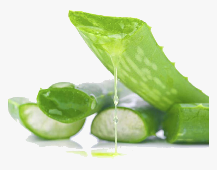 Aloe Vera Gel Png Picture - Aloe Vera Images Png, Transparent Png