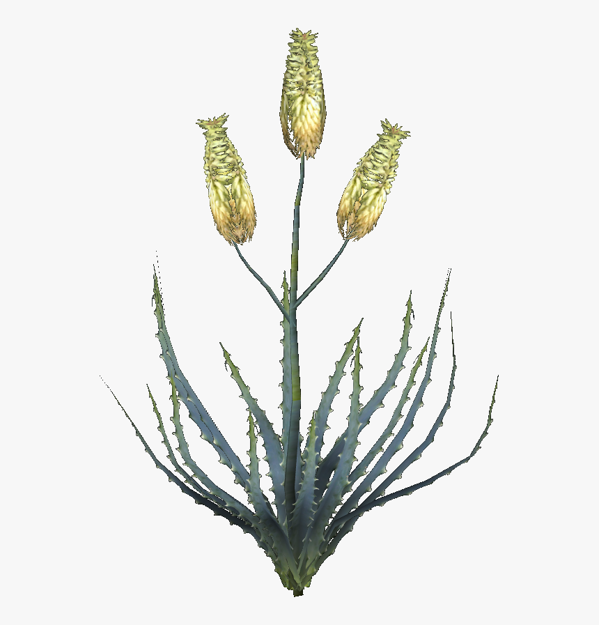 Elder Scrolls - Aloe Flower Png, Transparent Png