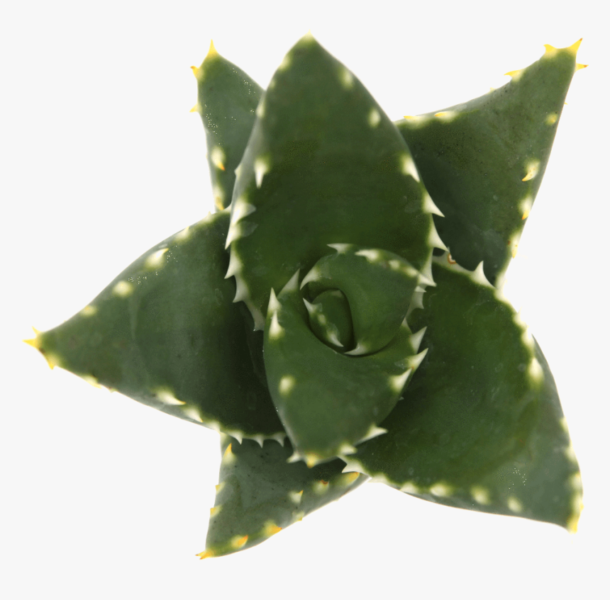 Agave, HD Png Download