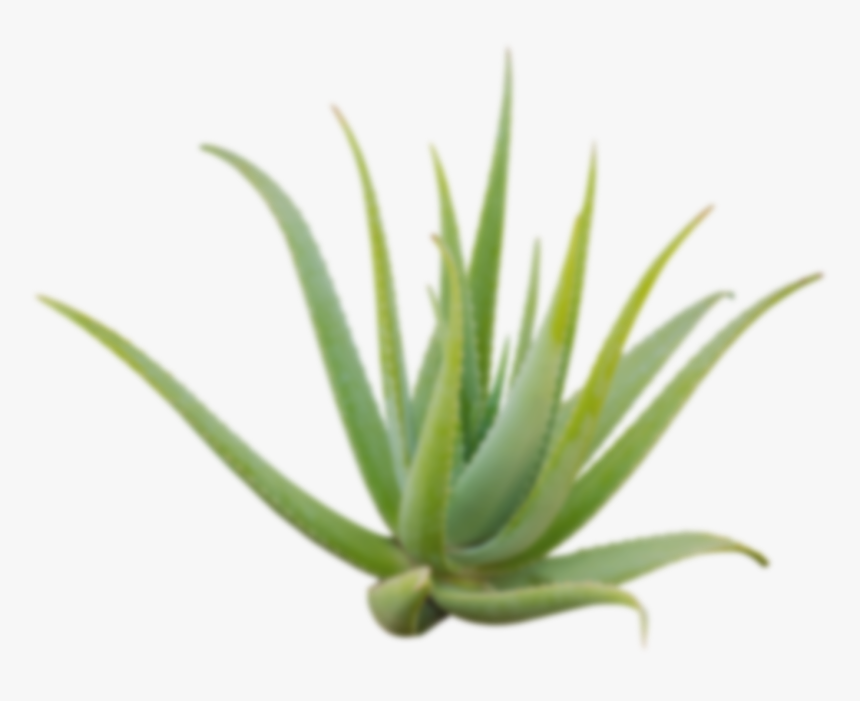 Agave, HD Png Download