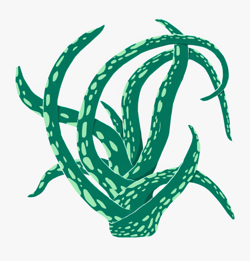 Aloe - Illustration, HD Png Download