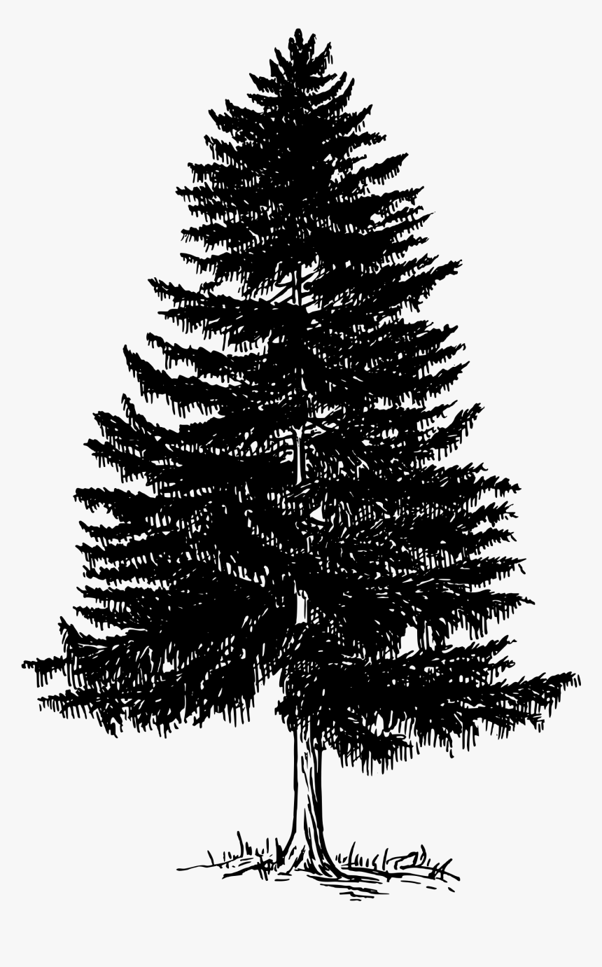 Big Image Png - Evergreen Tree Silhouette Png, Transparent Png