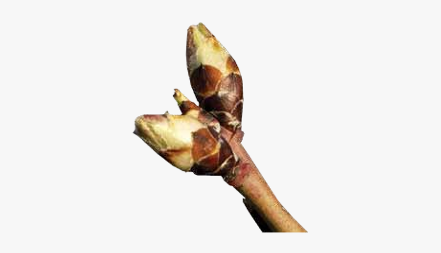 Bud, HD Png Download