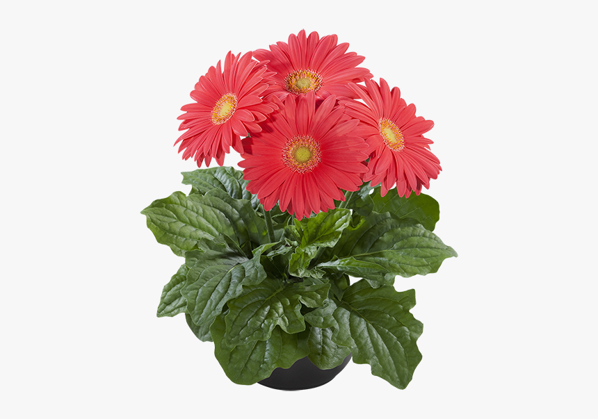 Barberton Daisy, HD Png Download