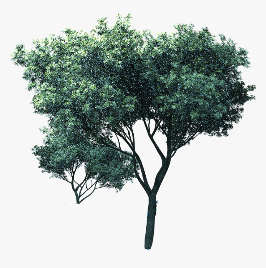 Mexican Pinyon, HD Png Download