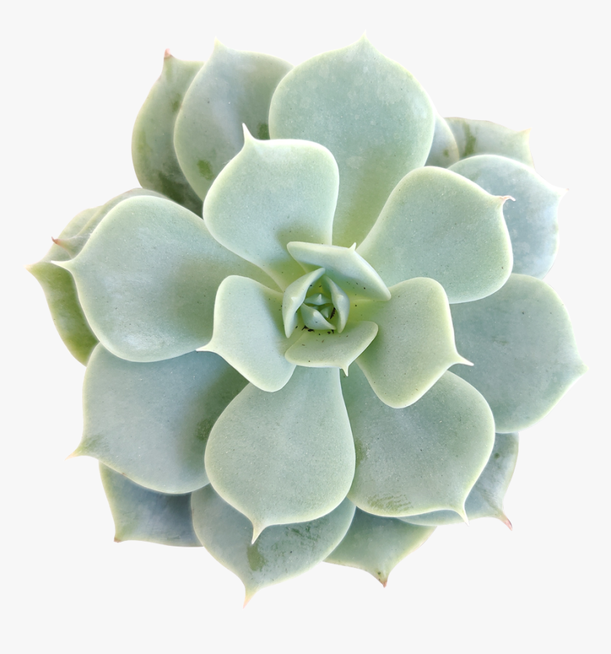 Echeveria Fleur Blanc Succulent Plant, Succulent Care - Succulent Plant, HD Png Download