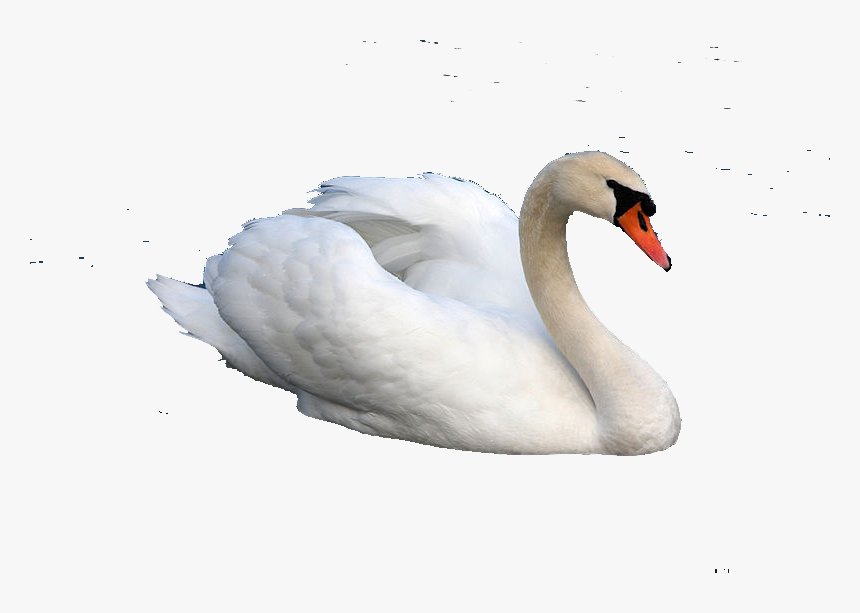 Hamsa Bird Png, Transparent Png