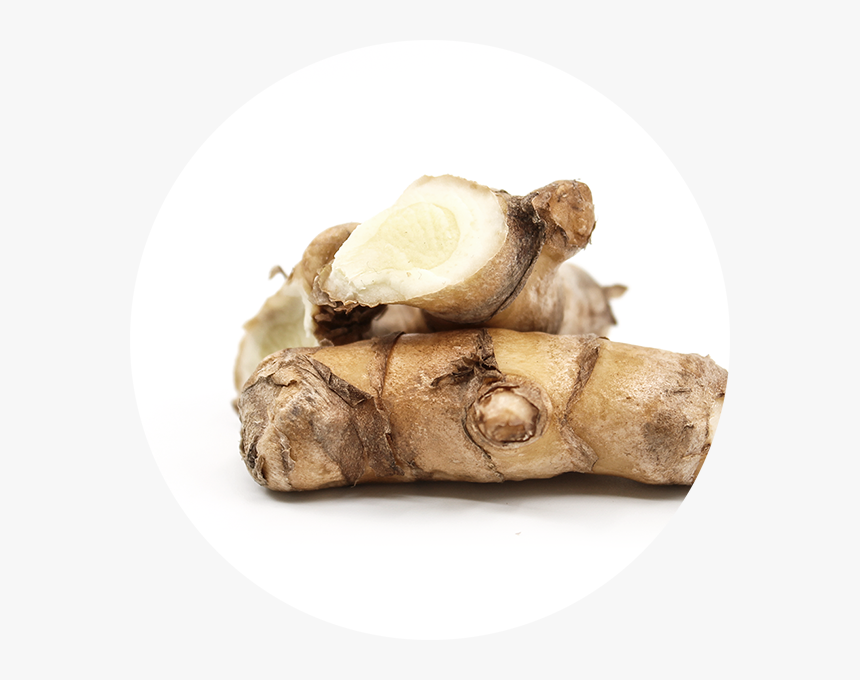 White Turmeric - Zingiber - Zingiber, HD Png Download