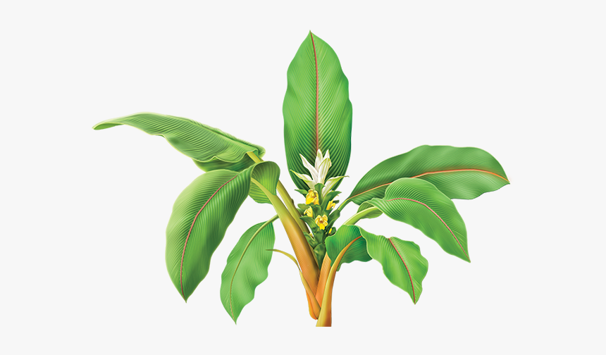 Turmeric Plant Png, Transparent Png
