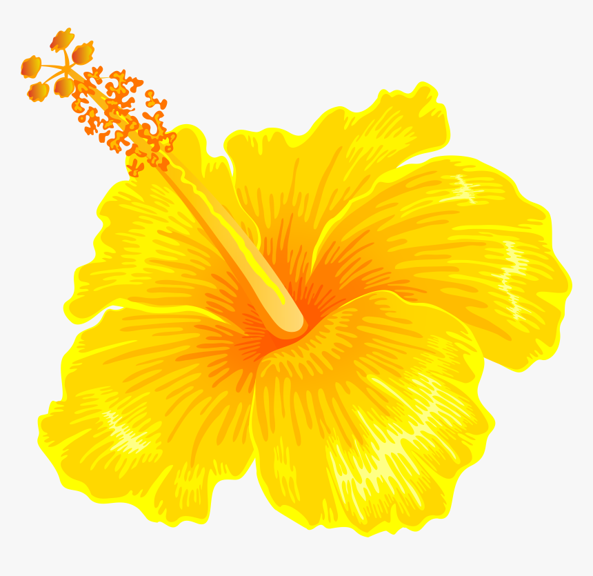 Hibiscus Clipart Yellow, HD Png Download