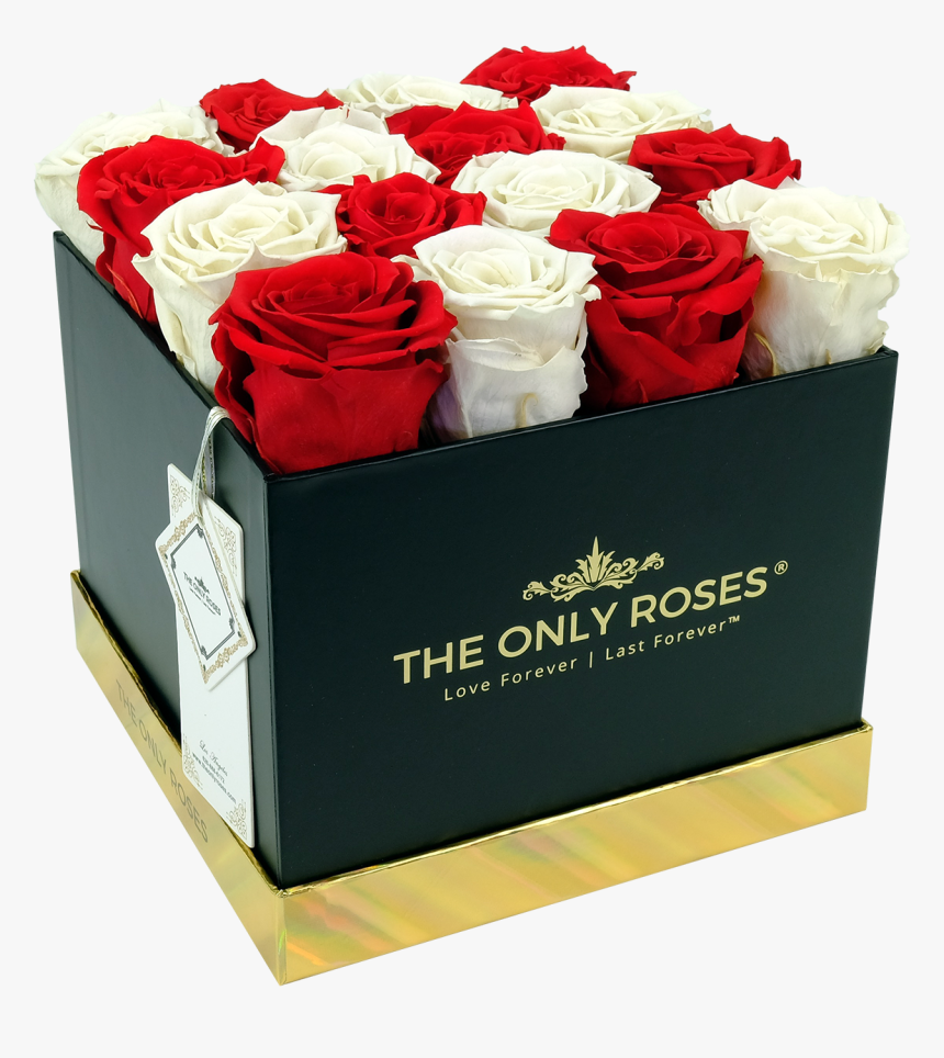 Red And White Preserved Roses - Rose, HD Png Download