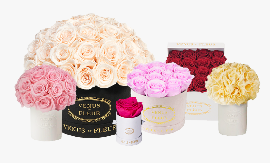 Garden Roses, HD Png Download