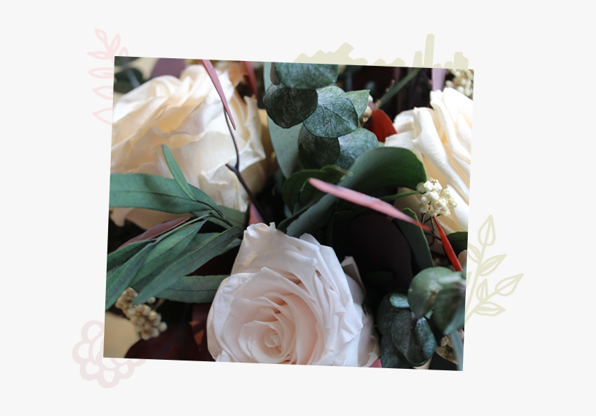 Garden Roses, HD Png Download