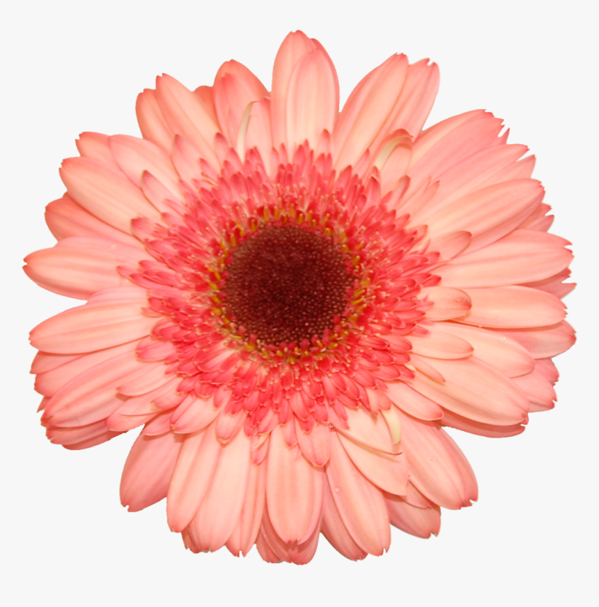 Flower Stock, HD Png Download