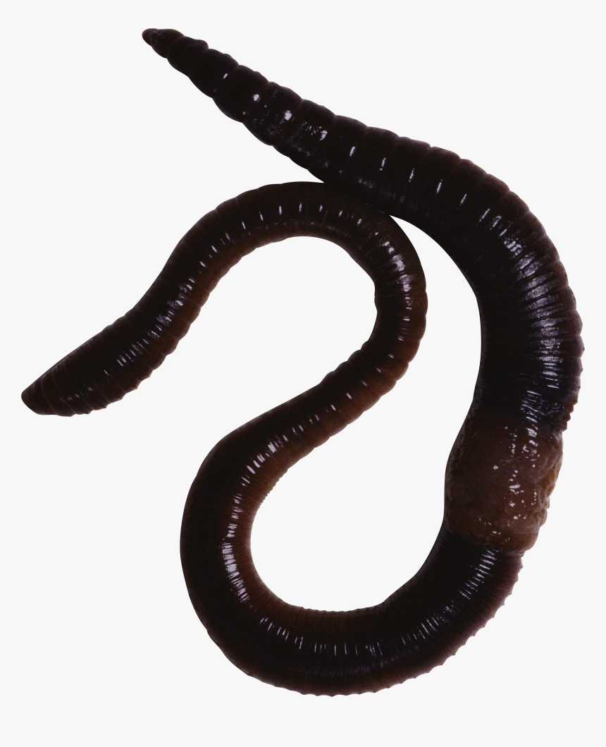 Earthworm Worm Png - Animals With Slimy Skin, Transparent Png