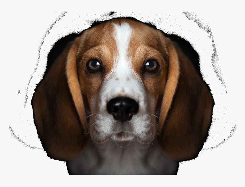 Beagles Puppy Black Background, HD Png Download