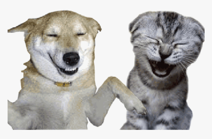 Gif Cat Image Blog Dog - Dog And Cat Gif With Transparent Background, HD Png Download