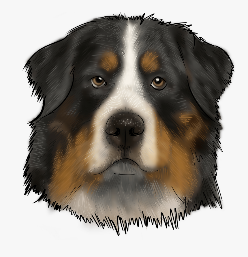 Bernese Mountain Dog, HD Png Download