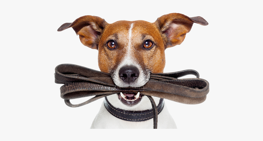 Danish Swedish Farmdog, HD Png Download