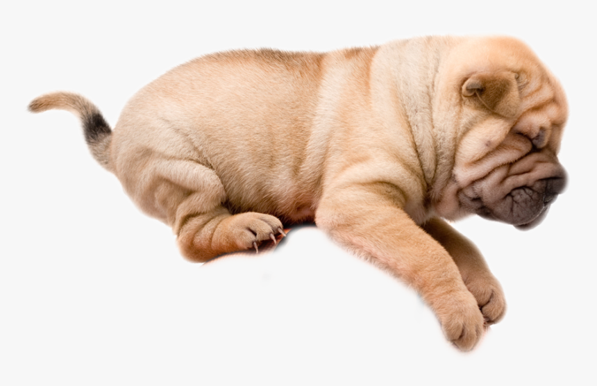 Dogs Playing With A Basketball - Dog With Basketball, HD Png Download