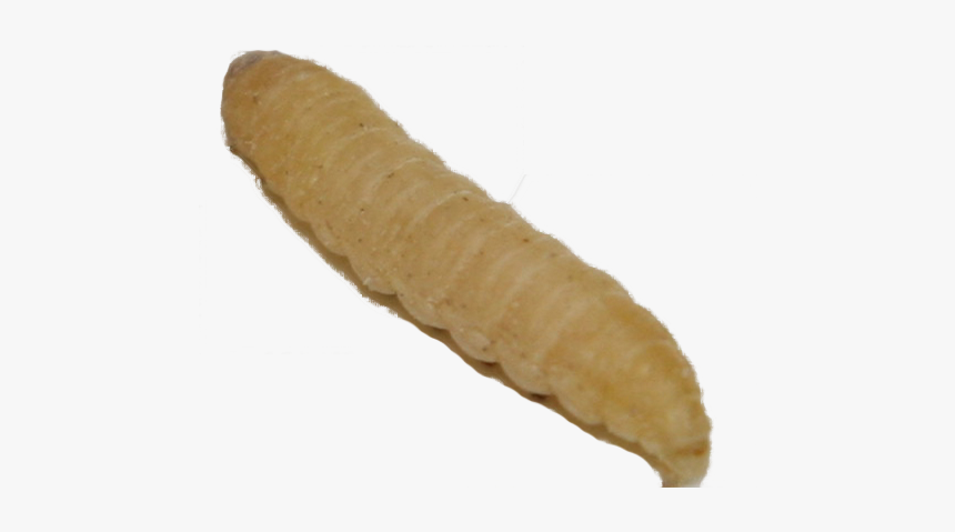 Wax Worm Transparent, HD Png Download
