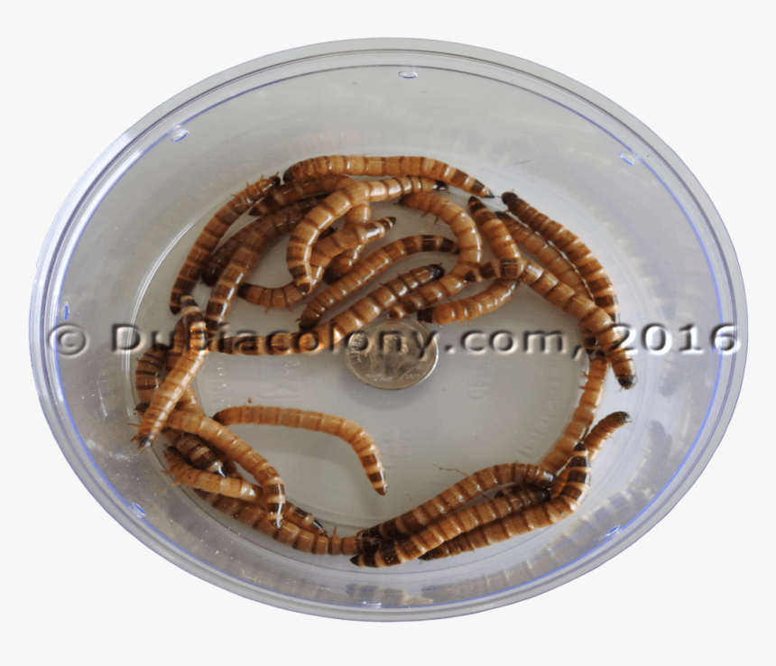 Mealworm, HD Png Download