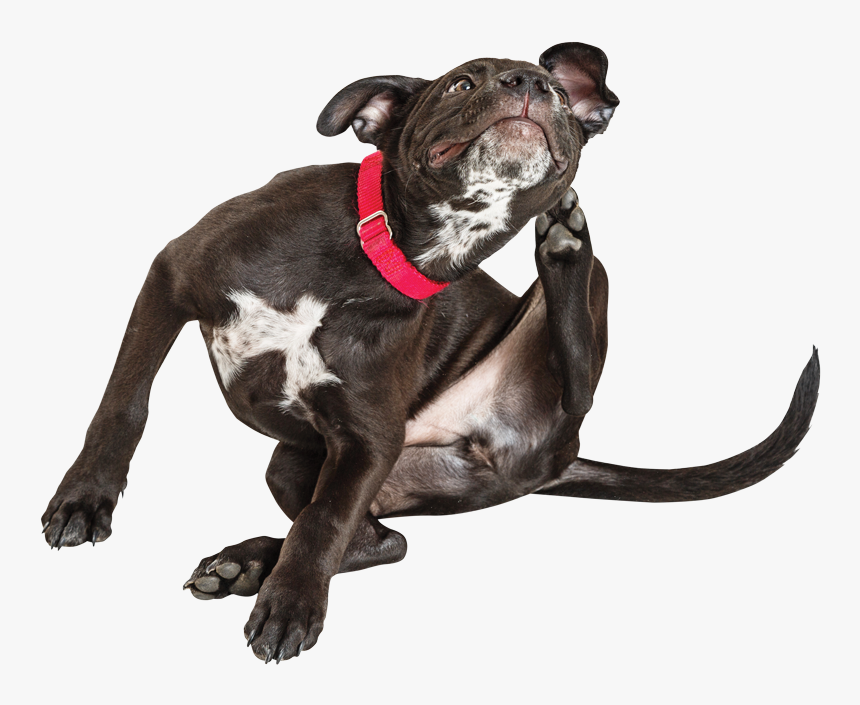 Itching Dog, HD Png Download