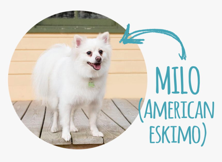 Indian Spitz, HD Png Download