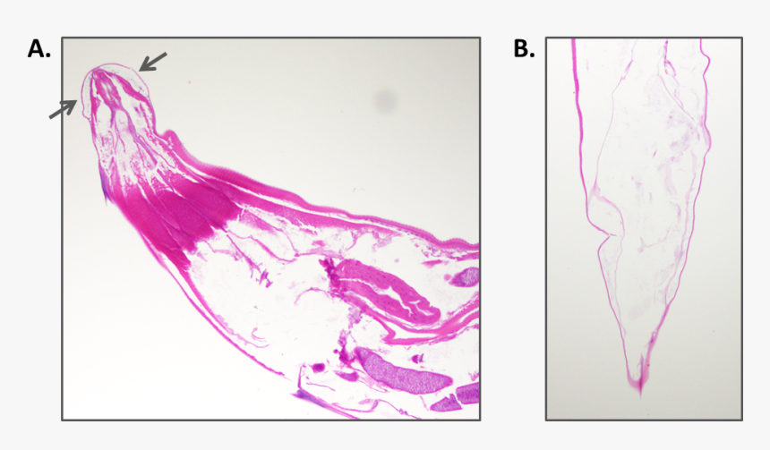 Pin2 - Sketch, HD Png Download
