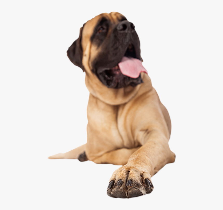 Mastiff Nails, HD Png Download